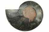 Cut & Polished Ammonite Fossil (Half) - Unusual Black Color #241547-1